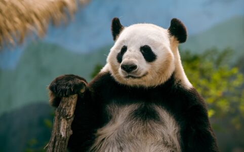 close up of panda